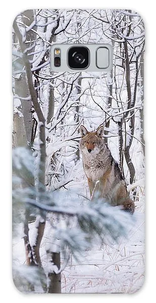 Coyote In The Aspens - Phone Case