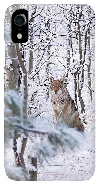 Coyote In The Aspens - Phone Case