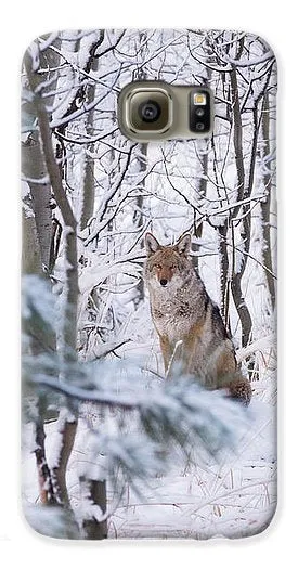 Coyote In The Aspens - Phone Case