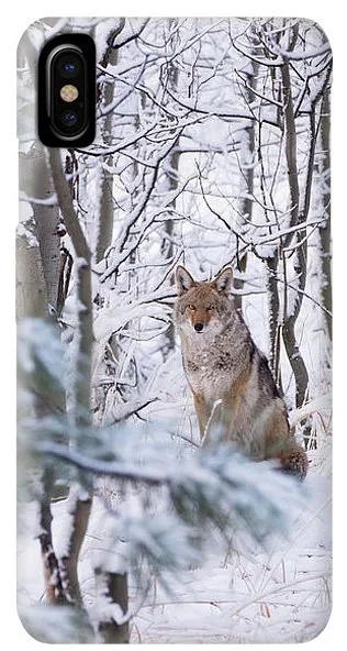 Coyote In The Aspens - Phone Case